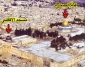 مسجد قبه الصخره، مسجدالاقصی نیست