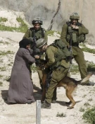 الجیش الاسرائیلی.. وحشیة فی التنکیل والاهانة بالفلسطینیین