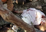 استشهاد وإصابة ستة فلسطینیین