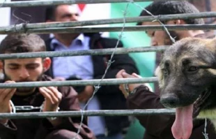 15حمله به اسرای فلسطینی