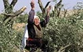 قطع 300 اصله درخت انگور