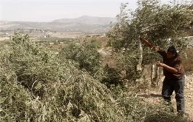 Zionist settlers destroy newly planted olive trees