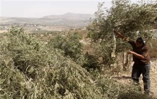 Zionist settlers destroy newly planted olive trees