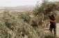 Zionist settlers destroy newly planted olive trees