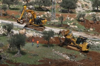 خاخام اسراییلی: قطع درختان فلسطینی ها واجب است