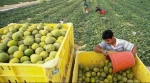 بهره کشی از کودکان فلسطینی در شهرک های صهیونیستی