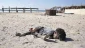 Call for new probe into murder of 4 kids on Gaza beach