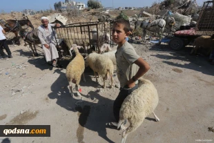 Gazans unable to afford animals for Eid sacrifice
