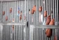 40 disabled captives suffering in Israeli prisons