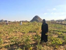 Israeli pesticide planes spray, damage Gazan lands