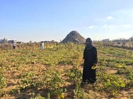 Israeli pesticide planes spray, damage Gazan lands