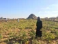 Israeli pesticide planes spray, damage Gazan lands