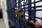 300 Palestinian captives join mass hunger strike