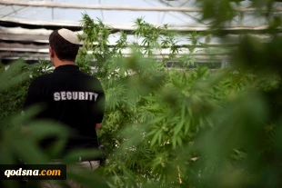 Large marijuana farm owned by settler family discovered