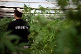 Large marijuana farm owned by settler family discovered