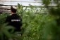 Large marijuana farm owned by settler family discovered