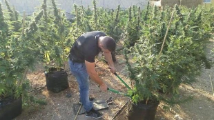 Large marijuana farm owned by settler family discovered