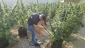 Large marijuana farm owned by settler family discovered