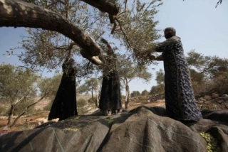 شهرک نشینان صهیونیست منابع آبی زمین‎های زیتون را آلوده می کنند