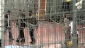 Dozen countries to hold sit-ins in support of Palestinian inmates