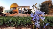 نبض زندگی در فلسطین 8