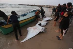 نبض زندگی در فلسطین 6