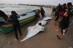 نبض زندگی در فلسطین 9