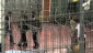 UN sounds alarm over health condition of Palestinian hunger strikers