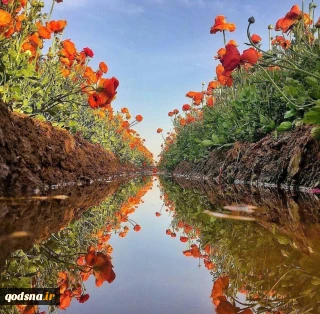 طبیعت دل انگیز عسقلان