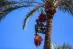 آغاز موسم برداشت خرما از روستای الزوایده در مرکز غزه 3
