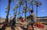 آغاز موسم برداشت خرما از روستای الزوایده در مرکز غزه 4