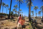 آغاز موسم برداشت خرما از روستای الزوایده در مرکز غزه 5