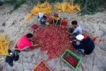 آغاز موسم برداشت خرما از روستای الزوایده در مرکز غزه 8