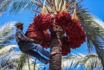 آغاز موسم برداشت خرما از روستای الزوایده در مرکز غزه 9