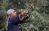 موسم قطف الزيتون في بلدة جحر الديك وسط قطاع غزة 3