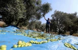 موسم قطف الزيتون في بلدة جحر الديك وسط قطاع غزة 6