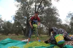 موسم قطف الزيتون في بلدة جحر الديك في غزة 2