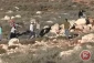 Israeli settlers attack Palestinians harvesting olives
