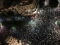 در مخالفت با عدم رسیدگی به پرونده‌های فساد نخست وزیر اسرائیل برگزار شد؛

اعتراض20 هزار اسرائیلی علیه نتانیاهو و فساد دولتی/ بزرگترین تظاهرات تل آویو در ماههای اخیر