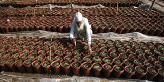Palestinians on tree-planting project to prevent occupation of Qods