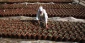 Palestinians on tree-planting project to prevent occupation of Qods