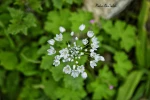 نبض زندگی در جنین 2