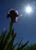 نبض زندگی در جنین 10