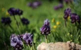 نبض زندگی در جنین 14