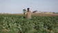 Israeli planes spray toxic herbicides on Palestinian farmlands in Gaza