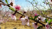 نبض زندگی در خانیونس؛ شکوفه‌های درختان هلو 14