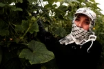 نبض زندگی؛ زنان فلسطینی در کرانه باختری 8