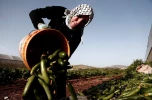 نبض زندگی؛ زنان فلسطینی در کرانه باختری 9