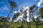 نبض زندگی در طولکرم 4