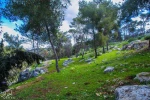 نبض زندگی در طولکرم 8
